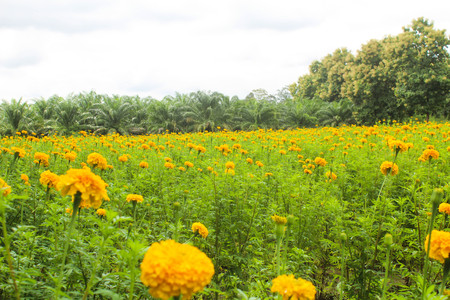 Marigolds yellow bloom meadows.の写真素材