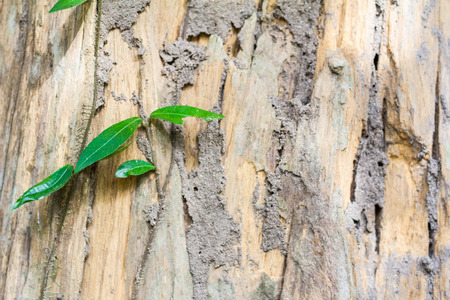 Ivy with green leaves on the trees is dry and the soil is a termite nest.