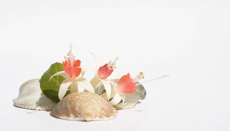 Fuchsia flowers and shellsの写真素材