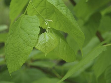 Fresh leaves