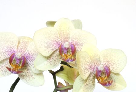 Beautiful orchid isolated on whiteの写真素材