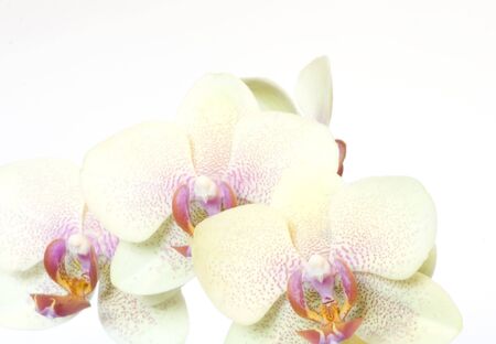 Beautiful orchid isolated on whiteの写真素材