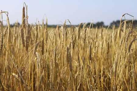 Tranquile agriculture scene - wheat field の写真素材
