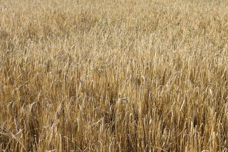 Tranquile agriculture scene - wheat field の写真素材