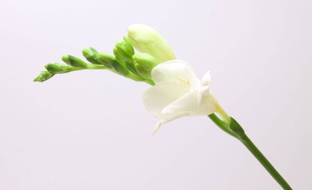 Beautiful freesia flowers over white backgroundの写真素材
