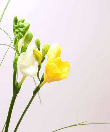 Beautiful freesia flowers over white backgroundの写真素材