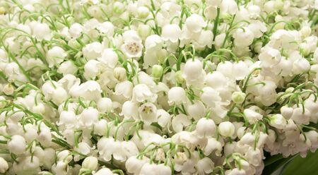 Beautiful fresh Lily-of-the-valey flowers isolated on whiteの写真素材
