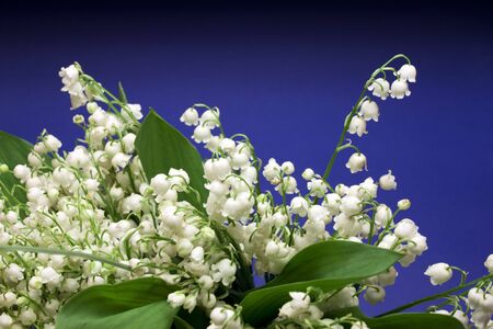 Beautiful fresh Lily-of-the-valey flowers over dark blue backgroundの写真素材