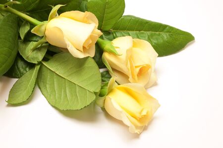 Beautiful pale yellowish rose isolated on whiteの写真素材