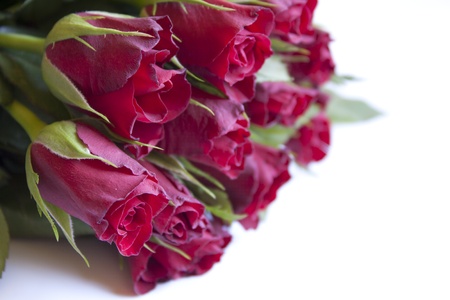 many beautiful red roses over white backgroundの写真素材