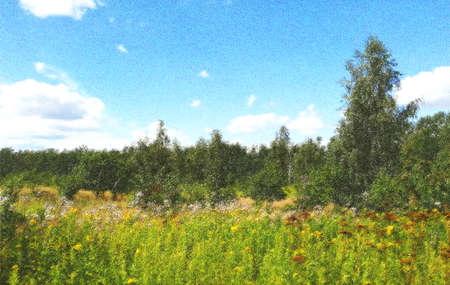 summer meadow with yellow wildflowers and birch treesの写真素材