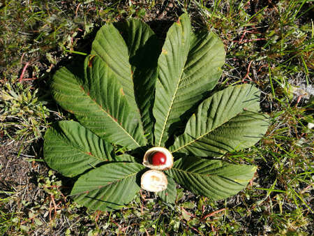 chestnut on a green leaf in the autumn forest. High quality photoの写真素材