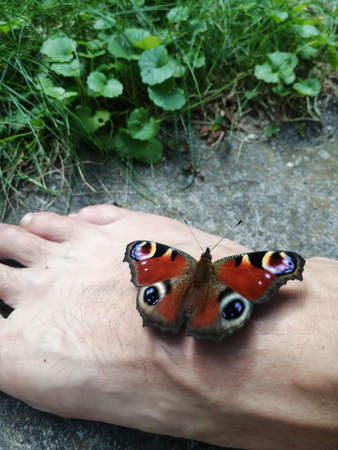 Peacock butterfly on a man's hand. High quality photoの写真素材