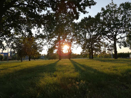 Sunset in the city park. Silhouettes of trees and grass.の写真素材