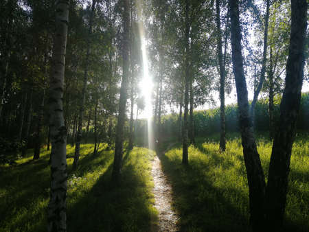 Sunset in a birch grove in the summer. The sun's rays pass through the trees.の写真素材