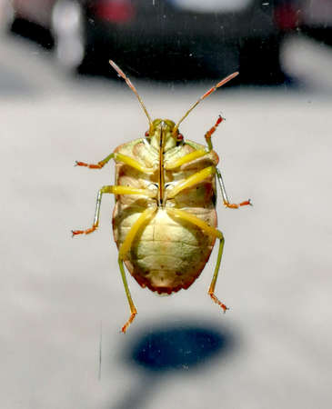 A closeup shot of a bug on a window with blurred background