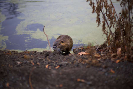 A coypu in wild natureの写真素材