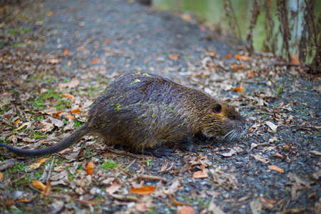 A coypu in wild natureの写真素材