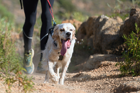 Dog and its owner taking part in a popular canicross raceの写真素材