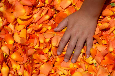 Children hand on orange flower petalsの写真素材
