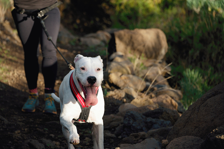 Dog and its owner taking part in a popular canicross raceの写真素材