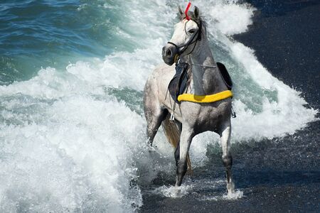White horse standing on the beach in front of a big wave with the oceanの写真素材