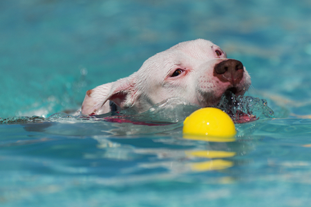 A pitbull swimming at a local pool with a tennis ballの写真素材