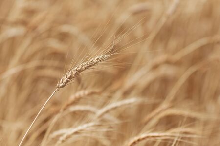 Golden wheat field, ears of wheat close up. Rich harvest concept