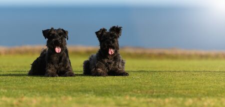 Two big black dogs Giant Schnauzer lies on the grass, with tongue outの写真素材
