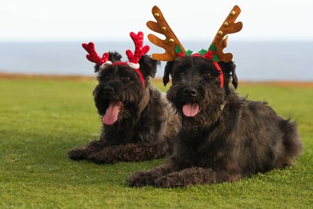 Two big black dogs Giant Schnauzer lies on the grass.Christmas ornament on his head