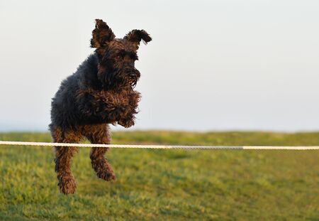 Big black dog Giant Schnauzer, jumping over hurdleの写真素材