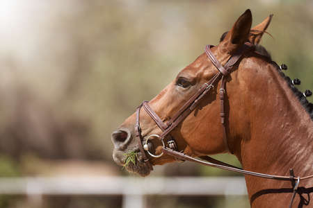 Horse head chewing grass on a meadow