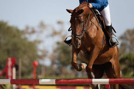 Sport horse jumping over a barrier on an obstacleの写真素材