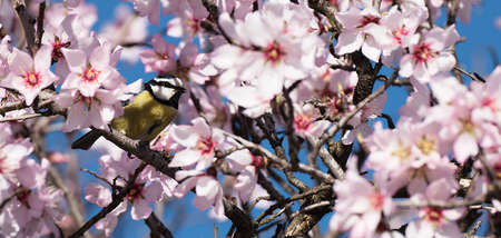 White almond flowers and buds, tit sitting on a branch, flowering trees as a symbol of coming spring