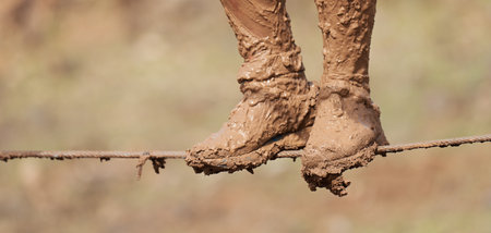 Mud race runners, overcoming an obstacle on a steel ropeの写真素材