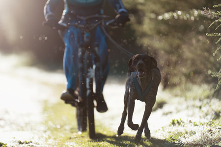 Bikejoring dog mushing race. Dog pulling bike with bicyclist, competition in forest, sled dog racing. Spring outdoor sport activityの写真素材