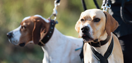 Canicross, bikejoring.Two dogs labrador retriever mushing race, fast sled dog pulling transport with...