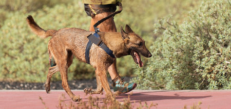 Dog and its owner taking part in a popular canicross race. Canicross dog mushing race. Outdoor sport activity. The Belgian Malinois together with the owner. Obstacle course for dogの写真素材