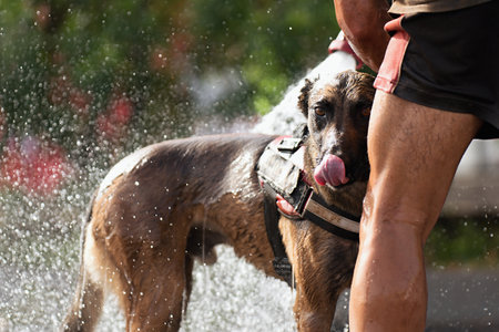 Refreshing the dog on a hot day, washing the dog with a garden hoseの写真素材