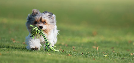 Happy Biewer Yorkshire Terrier dog running in the grass with stick toy for dogs outdoors on a sunny day. Funny puppy playing with dog toyの写真素材
