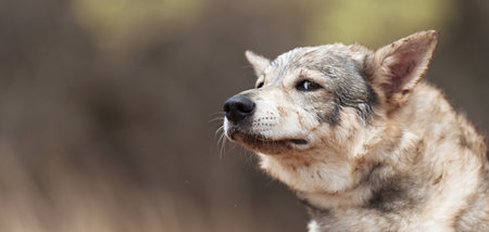 Gray wolf, Canis lupus in the forest. Wolf in the nature habitat. Wolf looking right in the forestの写真素材
