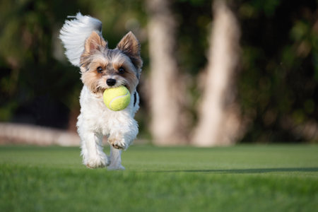 Happy Biewer Yorkshire Terrier dog running in the grass with ball toy for dogs outdoors on a sunny day. Funny puppy playing with dog toyの写真素材