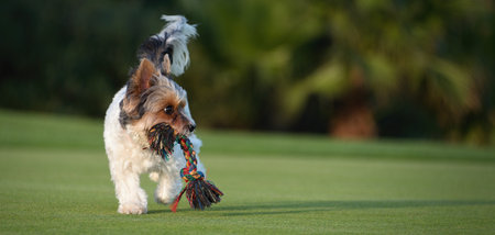 Happy Biewer Yorkshire Terrier dog running in the grass with stick toy for dogs outdoors on a sunny day. Funny puppy playing with dog toyの写真素材