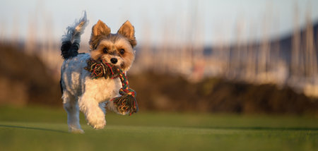 Happy Biewer Yorkshire Terrier dog running in the grass with stick toy for dogs outdoors on a sunny day. Funny puppy playing with dog toyの写真素材