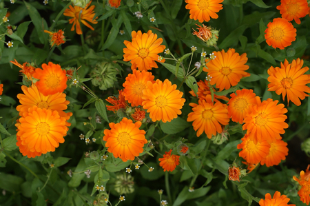 Calendula orange flowersの写真素材