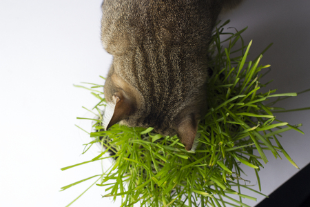 A pet cat eating fresh grass, on a white background. Cat sniffing and munching a vase of fresh catnip. Brown pet cat eating fresh grass, green oats, copy space, the concept of the pets pets.の写真素材