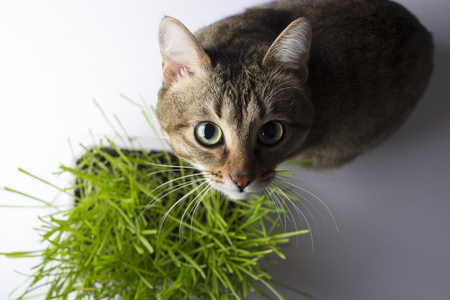 A pet cat eating fresh grass, on a white background. Cat sniffing and munching a vase of fresh catnip. Brown pet cat eating fresh grass, green oats, copy space, the concept of the pets pets.の写真素材