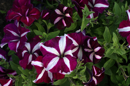 Many petunia flowersの写真素材