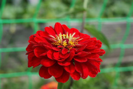Zinnia red flowerの写真素材