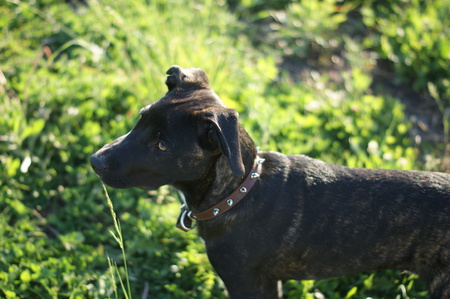 Dog play in grassの写真素材